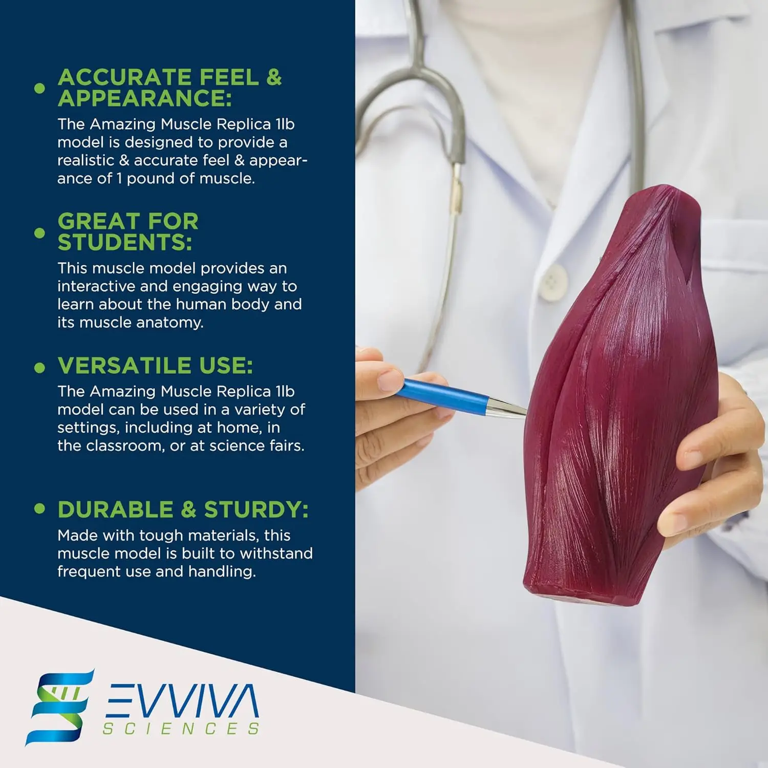 Human Muscle and Fat Replicas  - đánh giá và giá Nutrition For Fitness