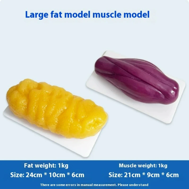 Human Muscle and Fat Replicas  - đánh giá và giá Nutrition For Fitness