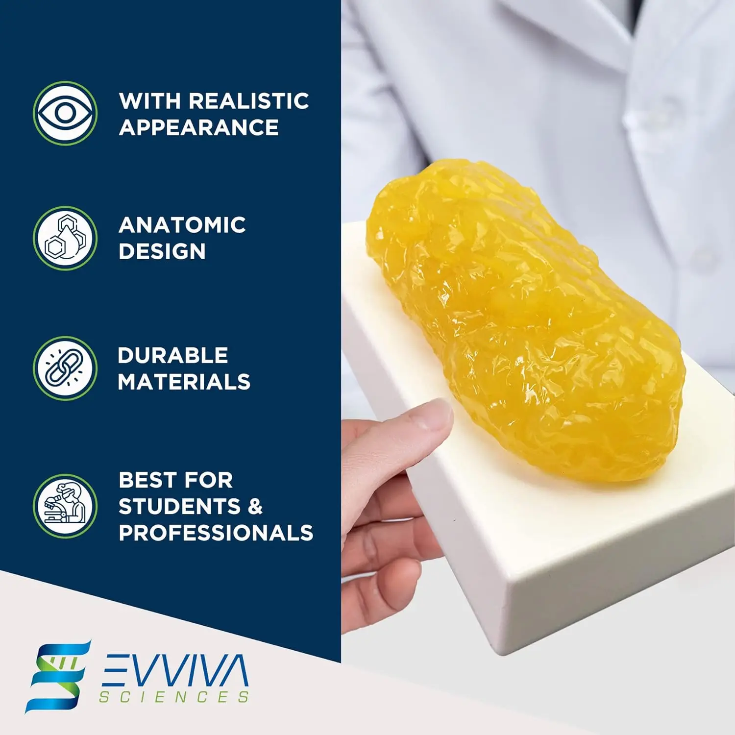 Human Muscle and Fat Replicas  - đánh giá và giá Nutrition For Fitness